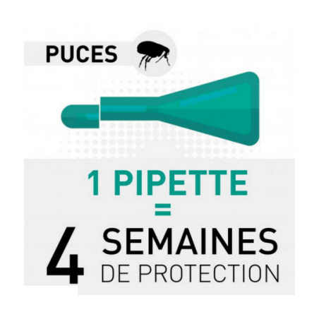 Anti puce chat : liste des produits anti puce (collier, comprimé, pipette)