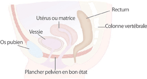 Plancher pelvien sain