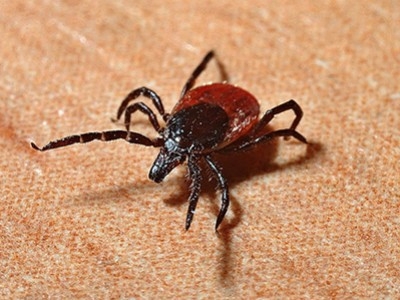 Maladie de Lyme : symptômes, traitement et prévention
